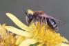 Andrena sp.
